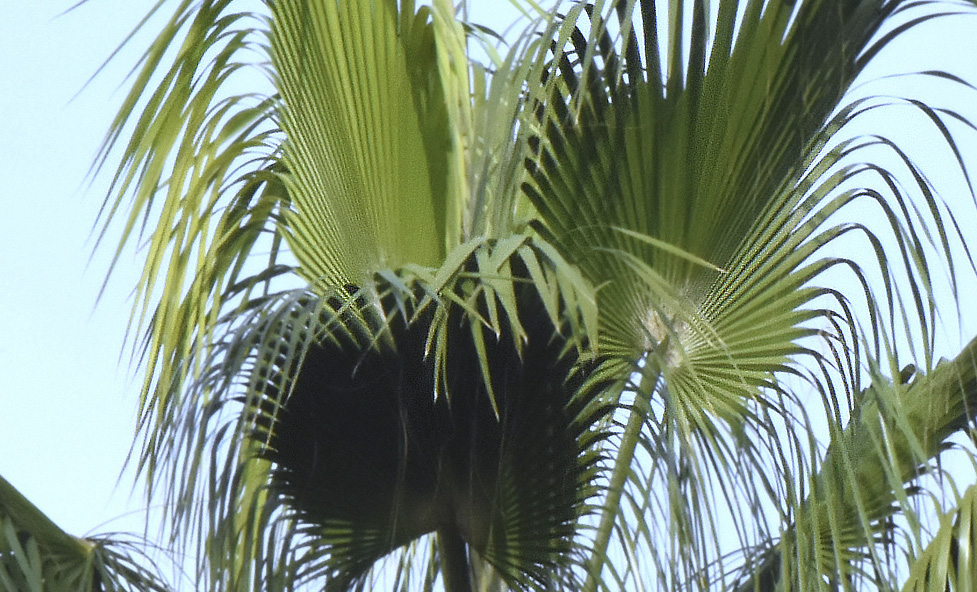 Palmera abaníco californiana