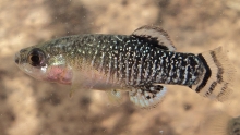 Fartet (Apnahius iberus)