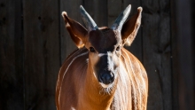 Female bongo Zoo Bcn
