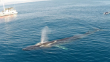 Rorqual comú, Edmaktub