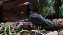 Zoo Barcelona