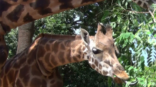 Girafes Zoo Barcelona