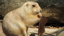 Zoo Barcelona