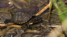 Conservant les tortugues autòctones