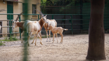 zoo barcelona