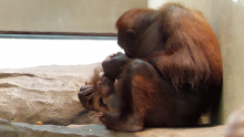 Orangutan