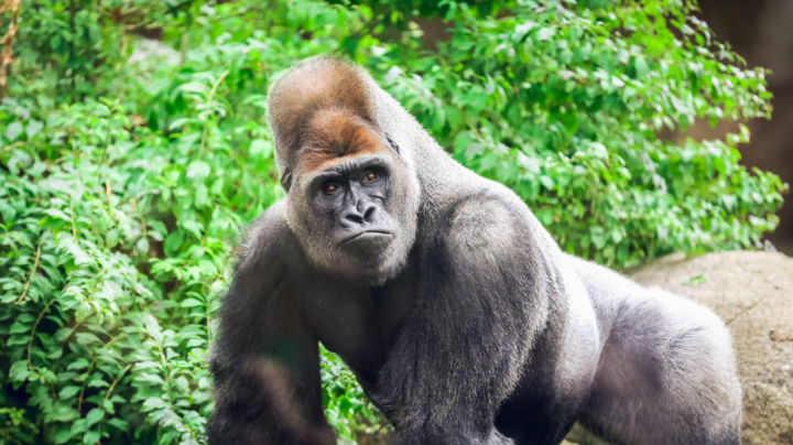 Genética de gorilas del EEP
