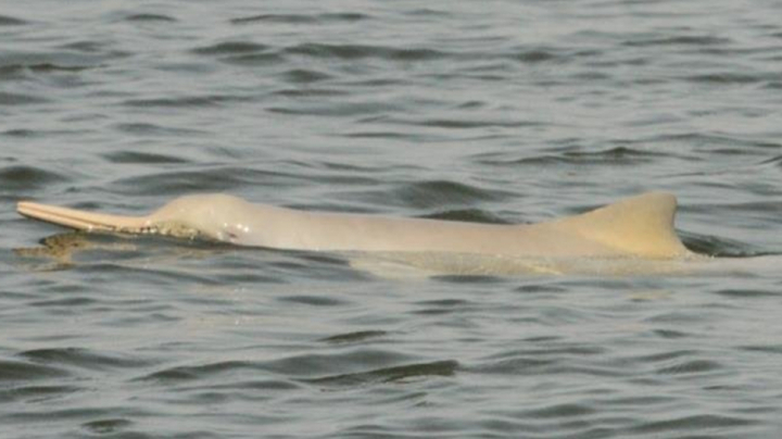 La Plata dolphins