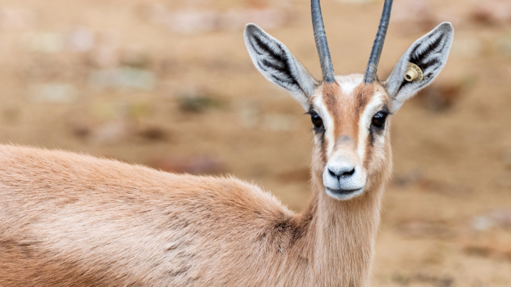 Reintroduction of the dorcas gazelle