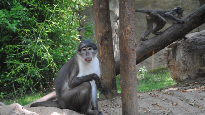 Conservation of the mangabey in Ghana
