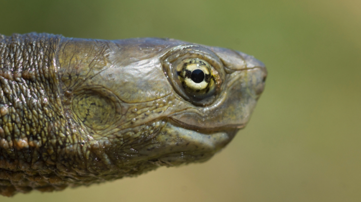 Reproducció de tortugues autòctones
