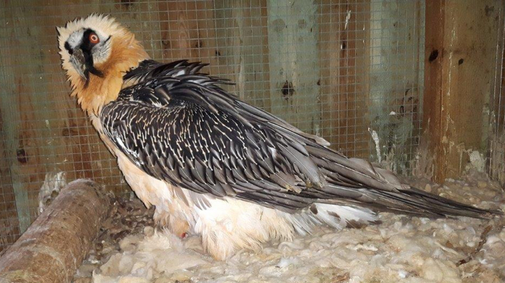 Conservation of the bearded vulture