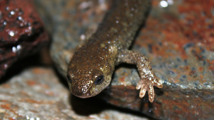 Conservation of the Montseny brook newt