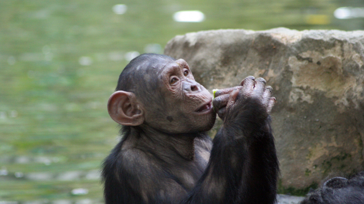 Chimpanzee at the Comoé National Park