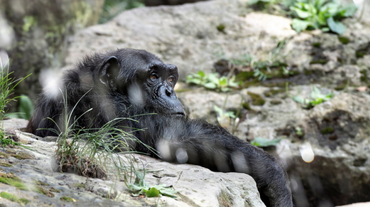Ximpanzés en hàbitat sec