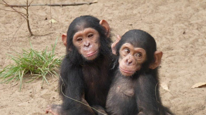 Conservation of the chimpanzee in Senegal