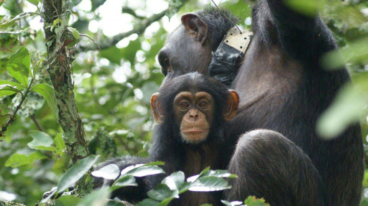 Síntesi de la reintroducció dels grans simis