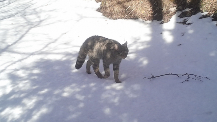 Wildcat populations in Catalonia