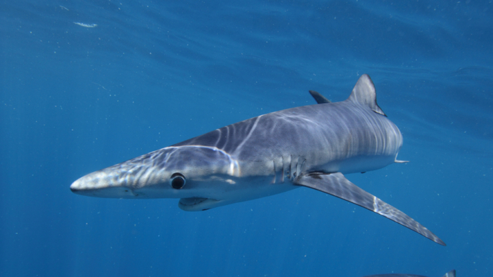 Ecology of blue sharks through sensors and markers