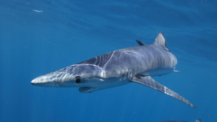 Ecology of blue sharks through sensors and markers