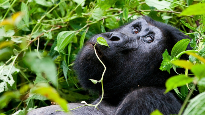 Comercio ilegal de carne de primates en Uganda