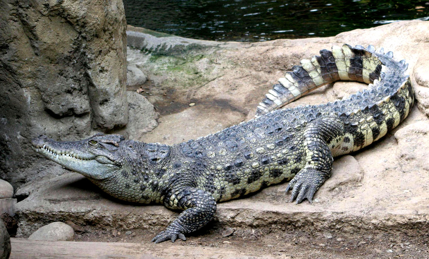 Reptiles Zoo de Barcelona